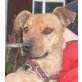 MARRY 4 - Pflegestelle Wien, zuckersüße Schmusemaus - PINSCHER-Mix - Hündin