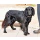 MARSHALL, FLAT COATED RETRIEVER MIX - Rüde