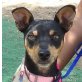 MARTA - kastriert, Zwergpinscher-Mischling - Hündin