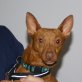 MARTIN, Podenco pequeno Mix - Rüde