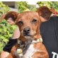 MARTINA - Ubeda, Pinscher-Mischling, kastriert - Hündin
