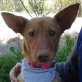 MARTINA - kastriert, Minipodenco - Hündin