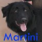 MARTINI, Mischling - Rüde