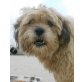MARTY, Pflegestelle Oberösterreich, anhängliches Bärli! Süßer Shih Tzu-Mix - Rüde