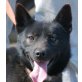 MARVIN 3, Pinscher-Spitzmixrüde, kastriert, PS OÖ - Rüde