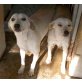 MARY & DORIS, Labrador Mix - Hündin