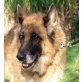 MARY, Deutscher Schäferhund - Hündin