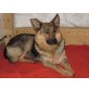 MASCHA 2, Pflegestelle Niederösterreich, Deutscher Schäferhund - Hündin