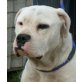 MASCHA 3 - Pflegestelle Österreich, Dogo Argentino / amerik. Bulldog-Mix - Hündin