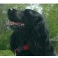 MASCHA'Black Pearl'Pflegeplatz ALTMÜNSTER  OÖ, Englischer Cockerspaniel - Hündin