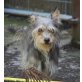 MASCHA, Rarität:ruhiger Terrier-Mischling - Hündin