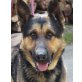MATISSE, Pflegestelle Wien, UNFALLOPFER! Wunderschöner Schäfer - Rüde