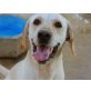 MATS, der Superschmuser / Labrador - Rüde