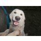 MATTEO sehnt sich nach Liebe, Maremmaner Hirtenhund Welpen - Rüde