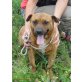MATTIE, freundlicher, kleiner hundemann sucht DICH - Rüde
