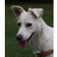 MATZO 2, Pflegestelle Wien, sucht geduldige Menschen - PINSCHER-Mix - Rüde