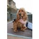 MAURA, Cocker Spaniel - Hündin