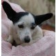 MAUSI 2 - Pflegestelle Österreich, Pinscher - Jack Russel - Mix - Hündin