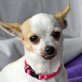 MAUSI - Linares, Chihuahua - kastriert - Hündin