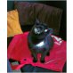 MAUSI, Mausi sucht ein liebes Zuhause - Katze