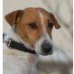 MAVIS, Pflegestelle Wien, hat schon viel mitgemacht - Jack-Russel - Hündin