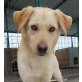 MAX 13, Pflegestelle Niederösterreich, LAUFEN - TOBEN - SPIELEN! Labradormix - Rüde