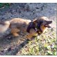 MAX 26 'Luigi', Pflegestelle Niederösterreich, Liebevolles  zu Hause gesucht! - Rüde