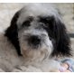 MAX 8, Pflegestelle Parndorf, Bobtail - Rüde