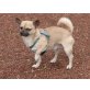 MAX, Chihuahua kurzhaariger Schlag - Rüde