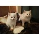 MAX & MORITZ, Perser und Hauskatze - Kater