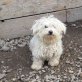 MAX, Malteser Mix - Rüde