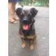 MAX, Notpfoten aus Rumänien - Rüde