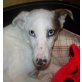 MAX, Pflegestelle Niederösterreich, aussergewöhnlich hübscher HUSKY-Mix - Rüde