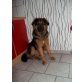 MAX, SCHÄERHUND NEUFUNDLÄNDER - Rüde