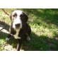 MAX ein sanfter Hundejunge, Labrador - Sennenhund Mix Welpen - Rüde