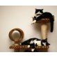 MAX und MORITZ, Tierschutz - Kater