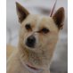 MAXI 4, Pflegestelle Wien, Pinscher-Chihuahua-Mix - Rüde