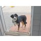 MAXI, Appenzeller Sennenhund Welpen - Rüde