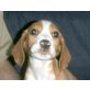 MAXI, Beaglemischling, Pflegestelle OÖ Welpen - Rüde