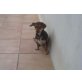 MAXI, Kleiner 3färbiger Mix - Hündin
