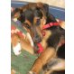 MAXI, Pflegestelle Nähe Wien, Jagdterrier-Mix - Rüde