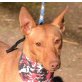 MAXIME, Minipodenco - kastriert - Hündin