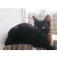 MAXIMO + LIBERT möchten gerne zusammen leben - Kater