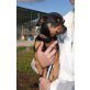 MAXO 3, Pflegestelle Niederösterreich, zuckersüßer Chihuahua - Pinscher-Mix - Rüde