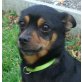 MAXO 3, Pflegestelle Niederösterreich, zuckersüßer Chihuahua - Pinscher-Mix - Rüde