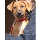 MAY, Rhodesian Ridgeback Mix Welpen - Hündin