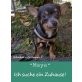 MAYA, Chihuahua kurzhaariger Schlag - Hündin