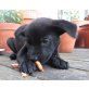 MAYA, Labradormix,Pflegestelle Wien Welpen - Hündin