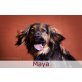 MAYA **Notfall / Paten gesucht**, Setter/Cocker Spaniel Mischling - Hündin