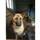 MAYA, Schäfermix sucht ein Zuhause!!  - Hündin